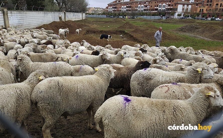 ovejas en Córdoba