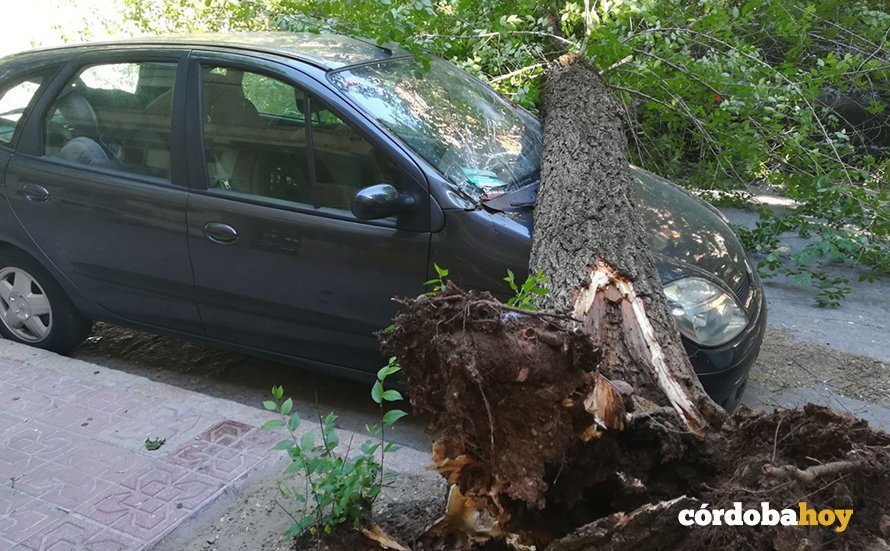 Árbol caído en la calle El Laurel de Córdoba 7