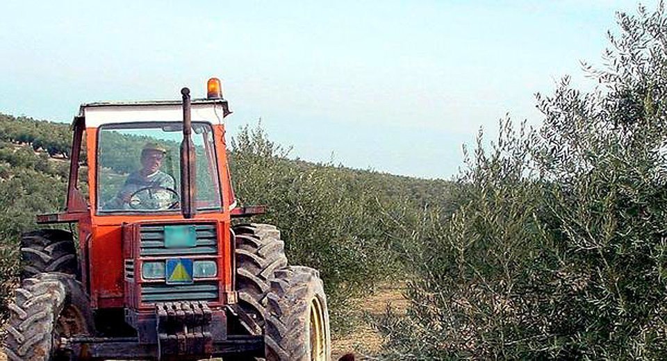 Un tractor en una finca de olivar