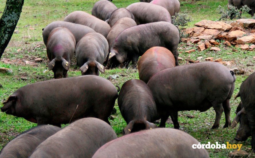 Cerdos certificados por la Denominación de Origen Los Pedroches