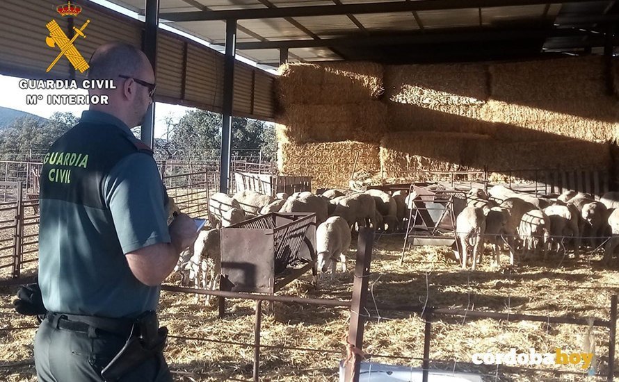 La Guardia Civil resuelve un problema de robos de ganado