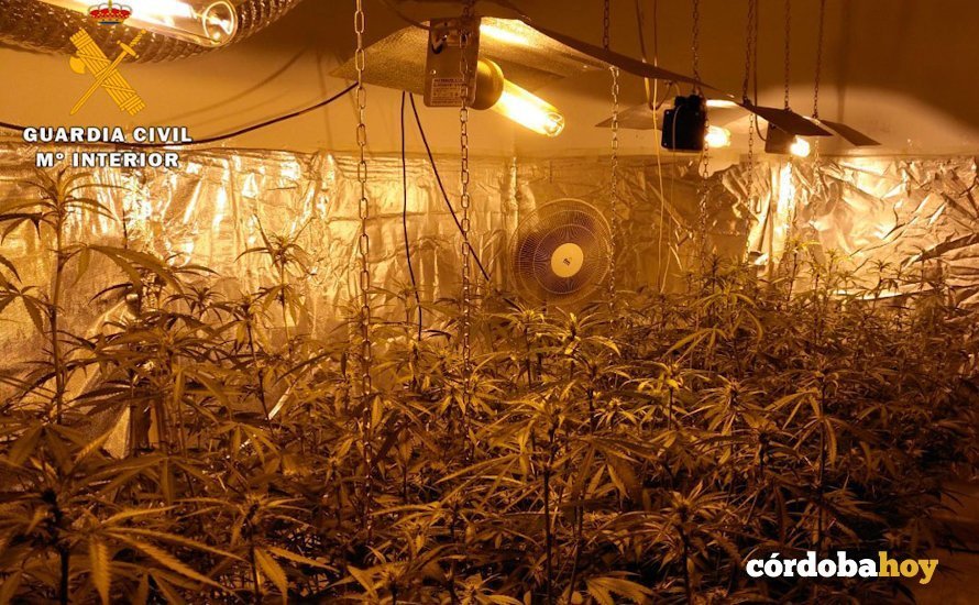 Plantación de marihuana en Trassierra