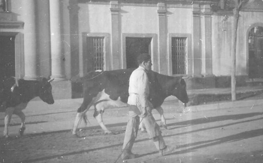 Imagen de un hombre con dos vacas por las calles de Córdoba en 1956 en una imagen de la web todocolección