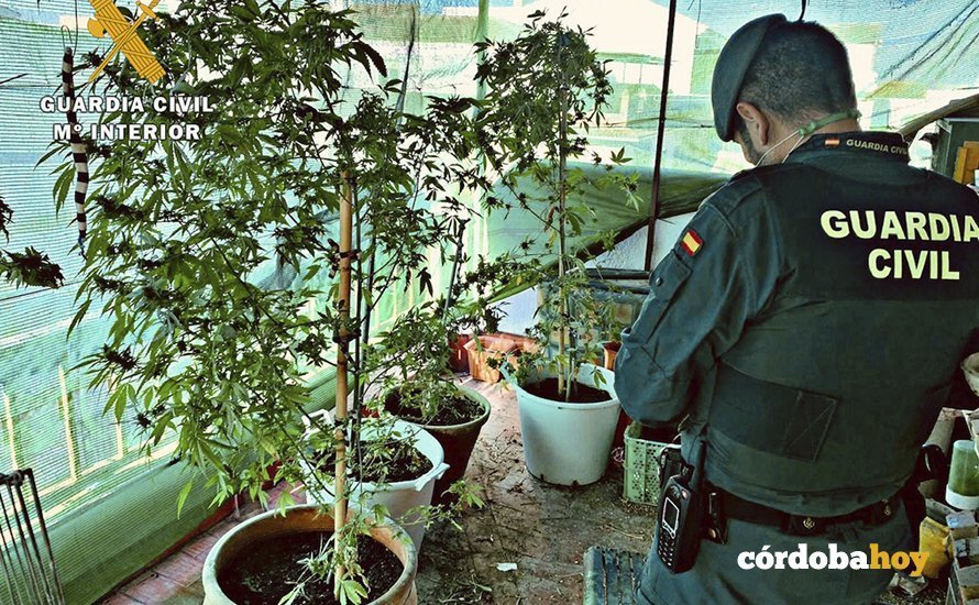 Plantación de marihuana localizada en Montalbán