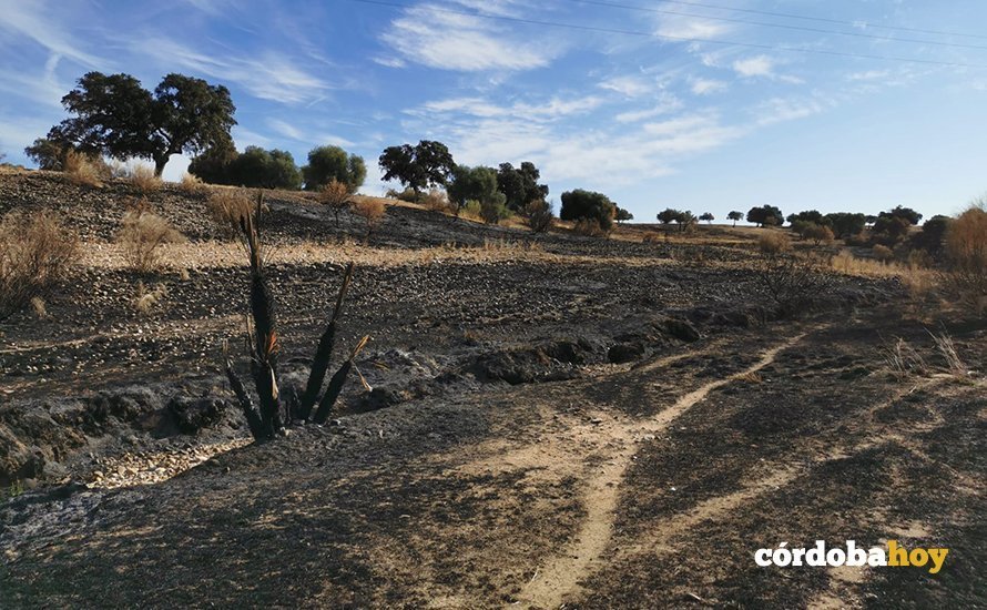 Paraje de La Dehesilla de Guadalcázar tras el incendio de agosto