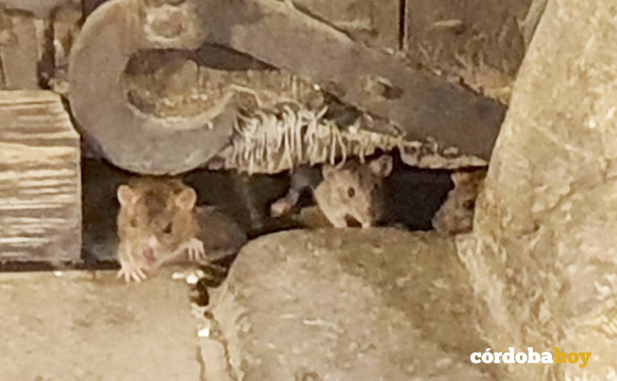 Tres ratas se asoman por la puerta del del Palacio de los Guzmanes en una imagen de los vecinos