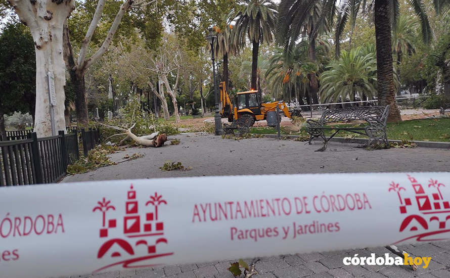 Actuaciones de Parques y Jardines ante los daños causado por la borrasca Bernard en Córdoba