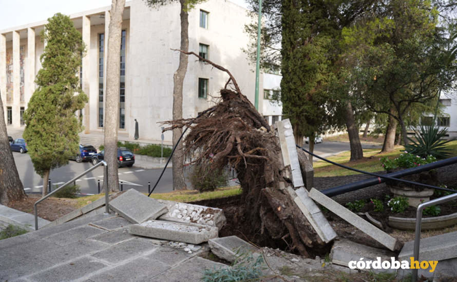 Uno de los árboles caídos en el Campus de Rabanales ha levantado parte del pavimento