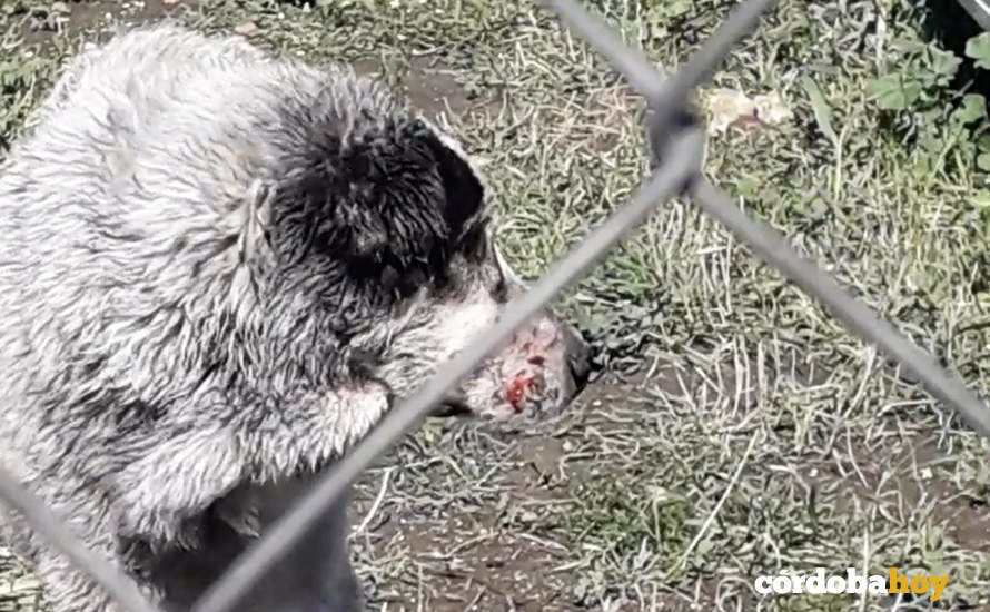 Uno de los perros que aparece en el video de Pacma, con sangre en el morro