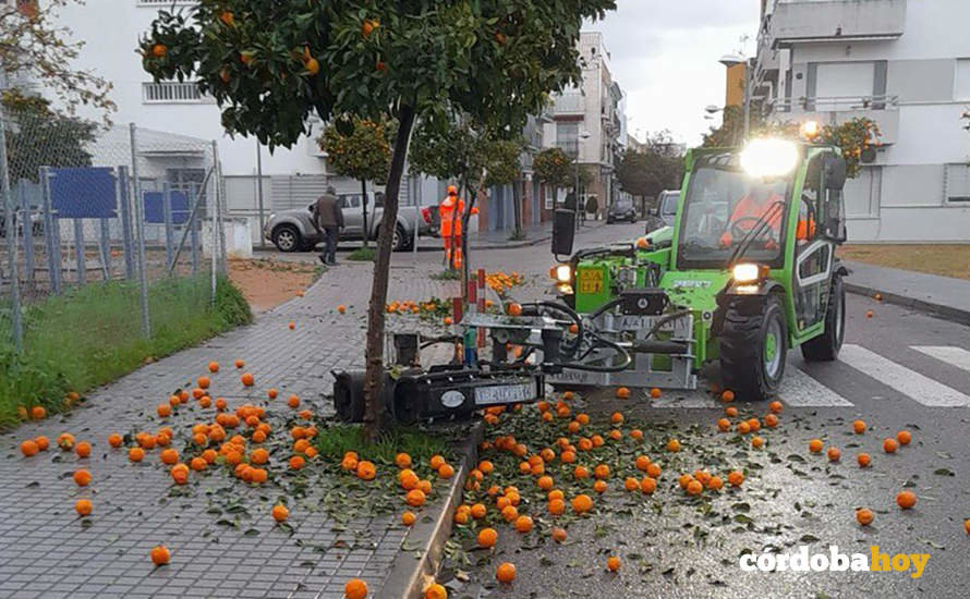 Recogida de naranja con vibradora este año en Villarrubia