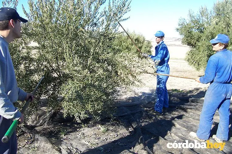 Recogida de aceituna en C&oacute;rdoba en una imagen de archivo