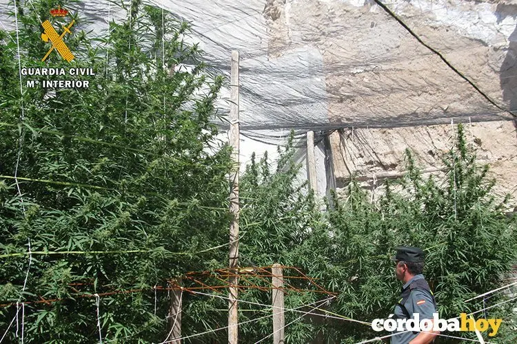 Plantaci&oacute;n de Marihuana en Baena 2