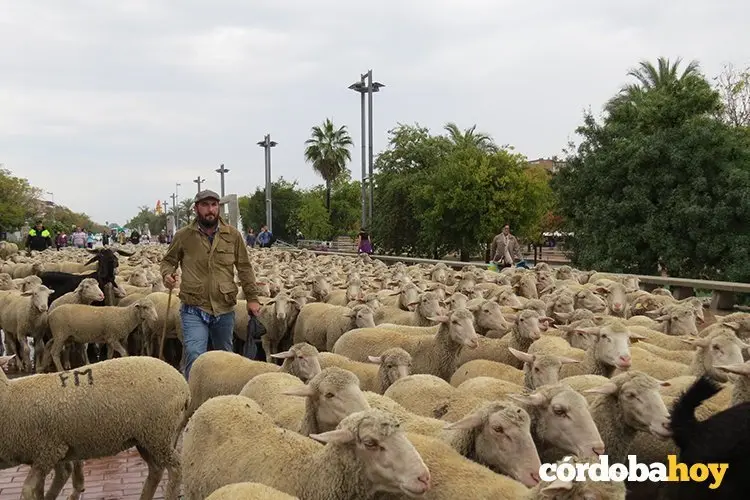 Cabras y ovejas en el Centro de C&oacute;rdoba, en una imagen de archivo