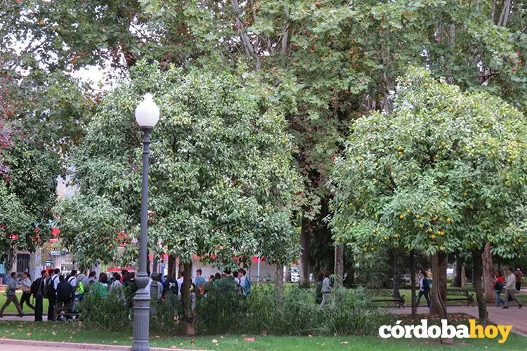 Arboleda