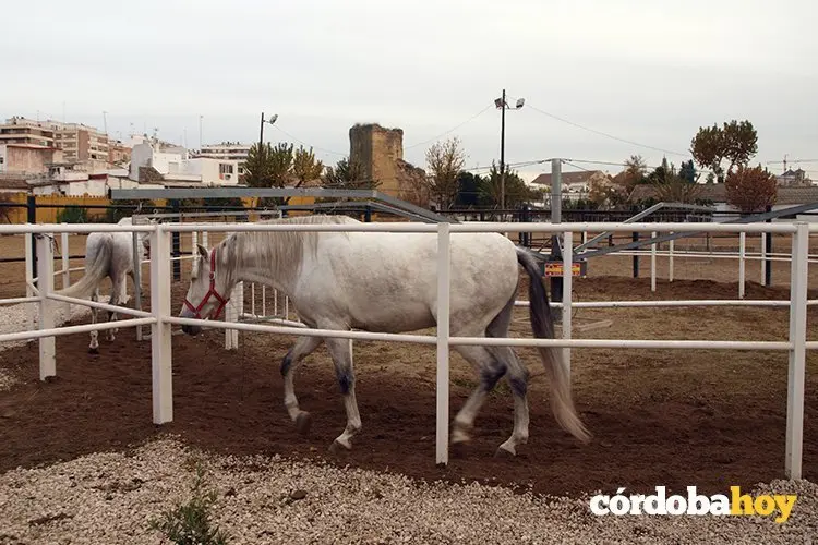Caballos Polic&iacute;a Local