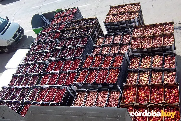 frutas banco de alimentos