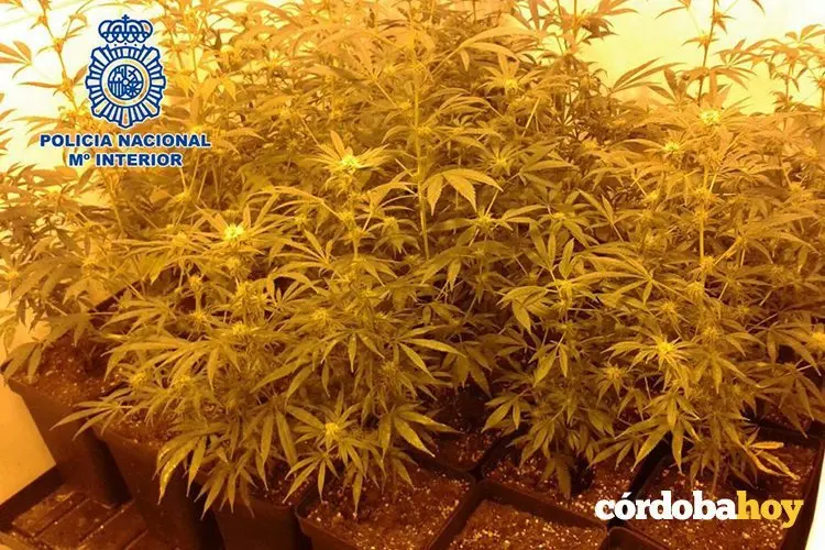 Marihuana