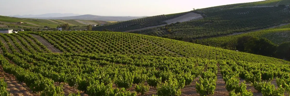 Vi&ntilde;edo de Montilla-Moriles