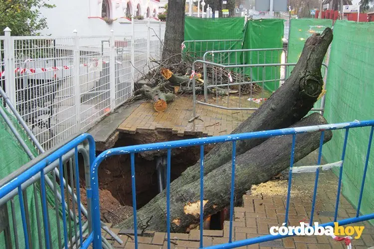 &Aacute;rbol ca&iacute;do Pizzaiolo