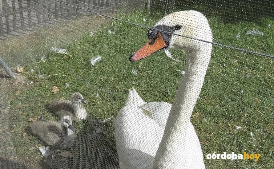 Cisne en el Zoo de C&oacute;rdoba