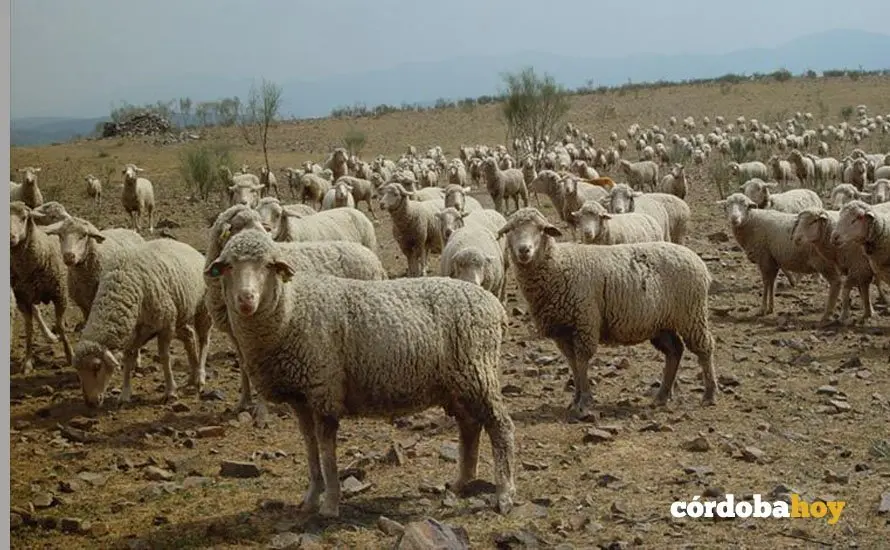 ovejas transhumancia