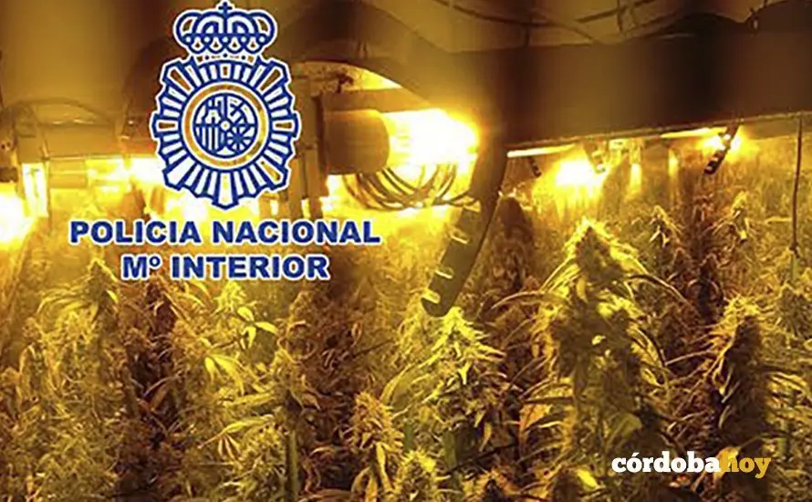 Plantaci&oacute;n de marihuana en Montilla, en una imagen de archivo