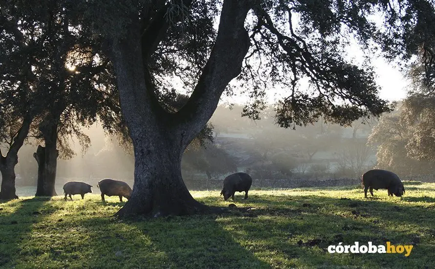 Cerdos ib&eacute;ricos en una dehesa