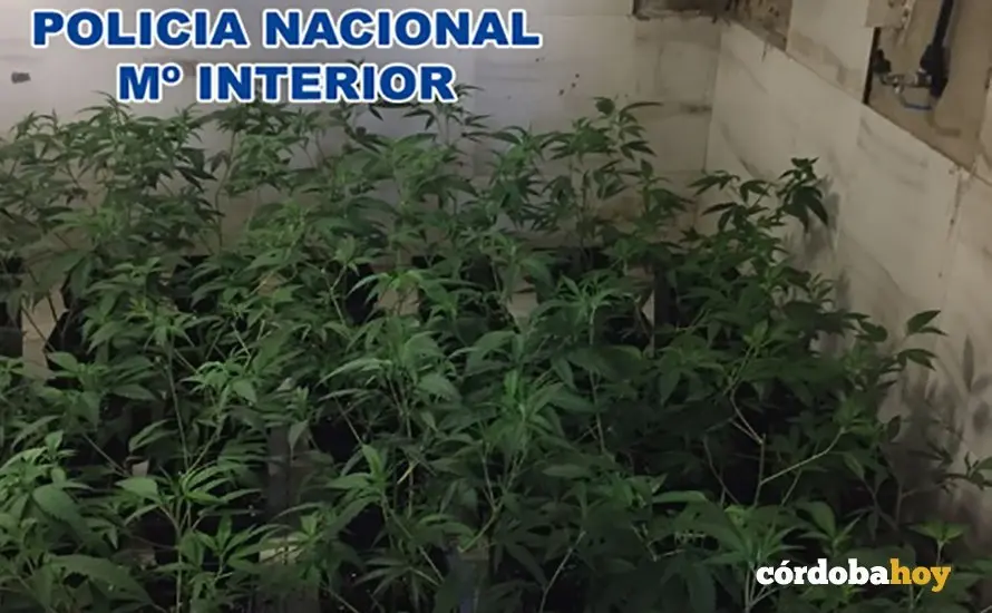 POLICIA MARIHUANA