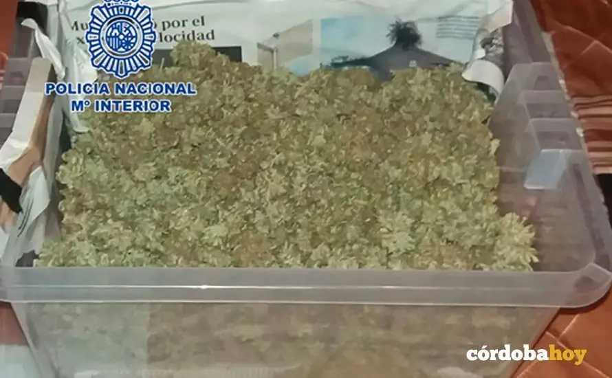 marihuana poli