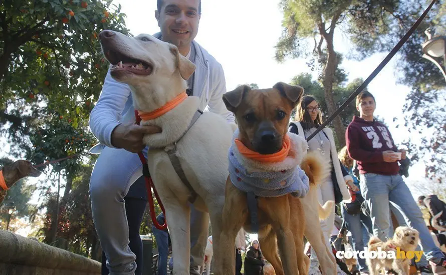 adopcion perros 3