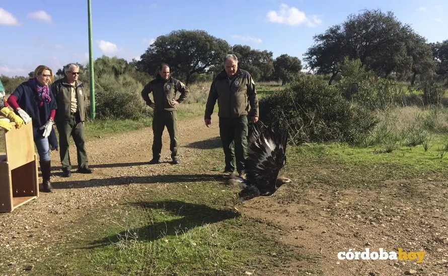 Suelta de un &aacute;guila del CREA Los Villares en Guadalc&aacute;zar