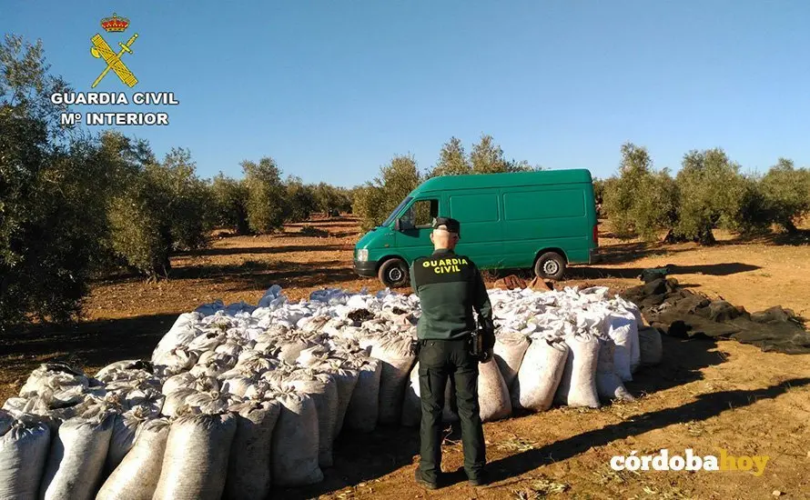 guardia civil aceituna 1