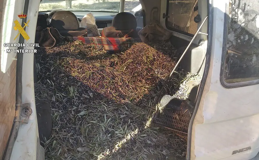 Imagen de archivo de aceitunas robadas en la provincia de C&oacute;rdoba