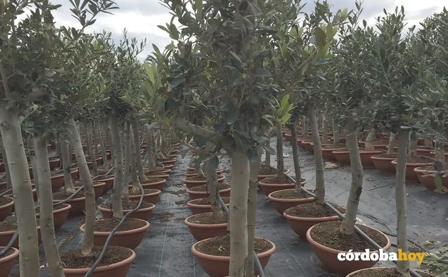 olivos Montemayor peque&ntilde;os