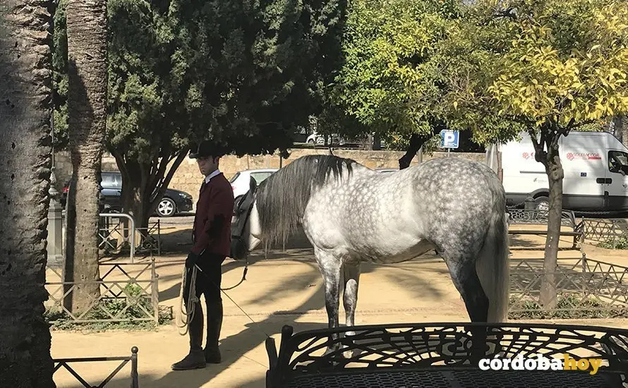 Caballos en el Alc&aacute;zar de los Reyes Cristianos de C&oacute;rdoba