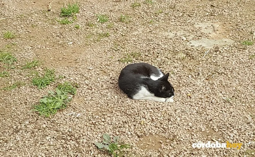 gato templo 1