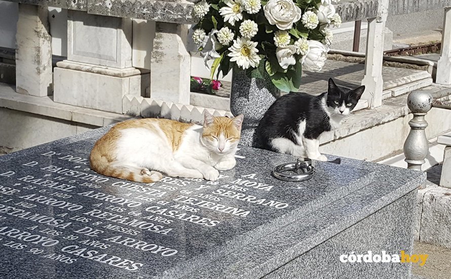 Gatos en el cementerio de San Rafael