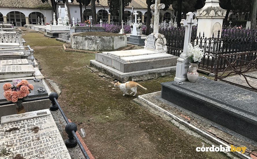 cementerio san rafael gatos 1