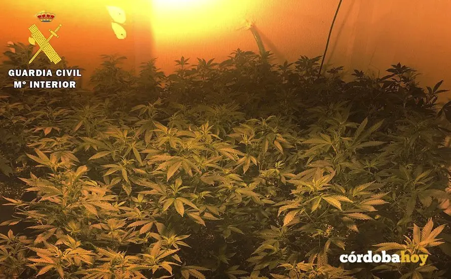 plantacion marihuana