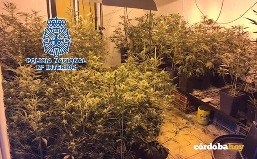 plantas marihuana