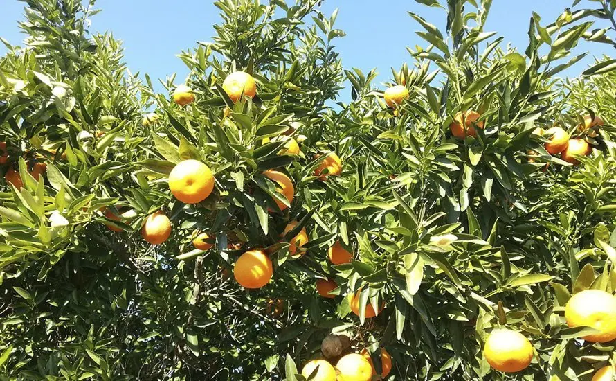 Naranjas, en una imagen de archivo