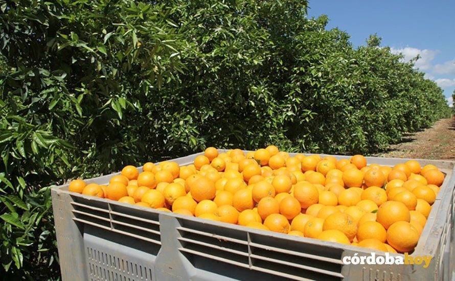 Naranjas de Hornachuelos