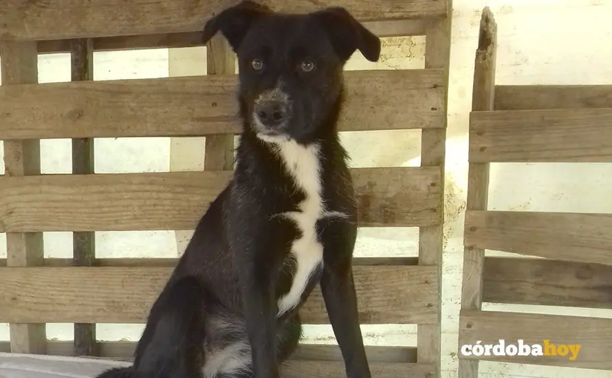 perrito de almodovar