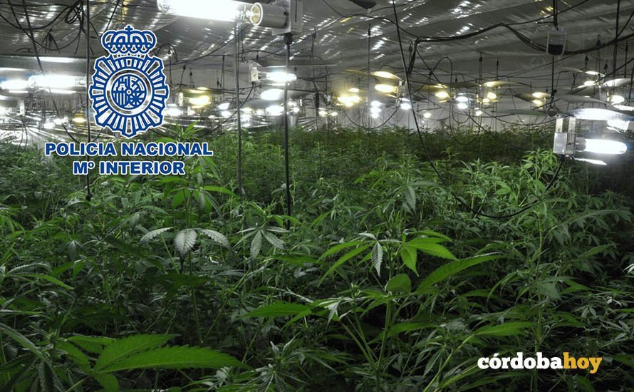 plantacion marihuana lucena indoor