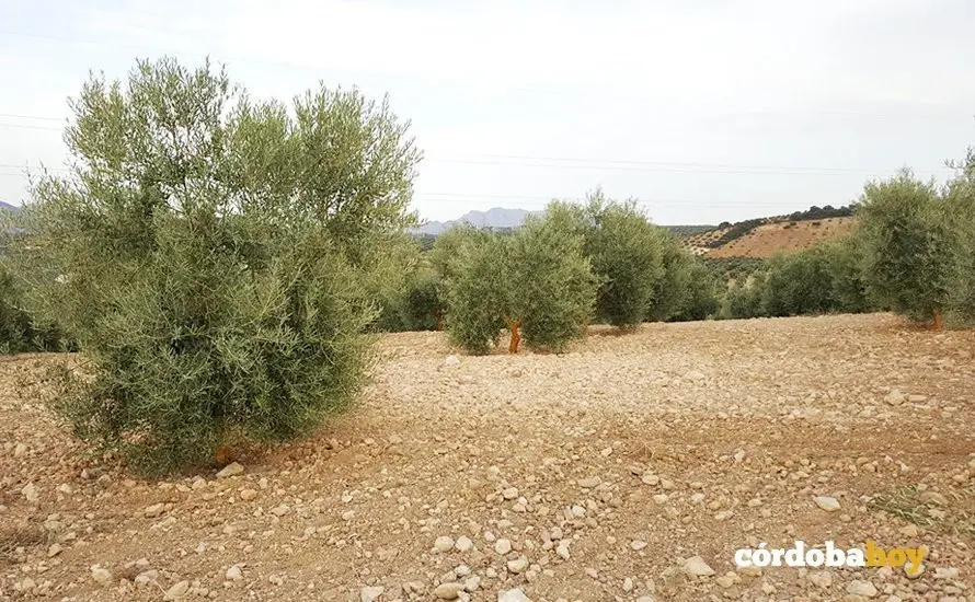 Olivar de la Subb&eacute;tica