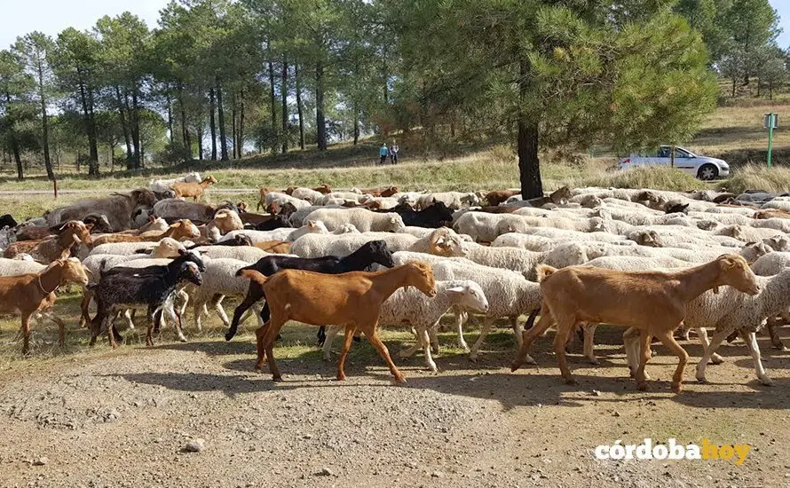 Ovejas y cabras en la Sierra
