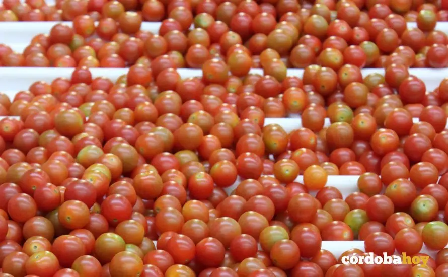 tomates cherry