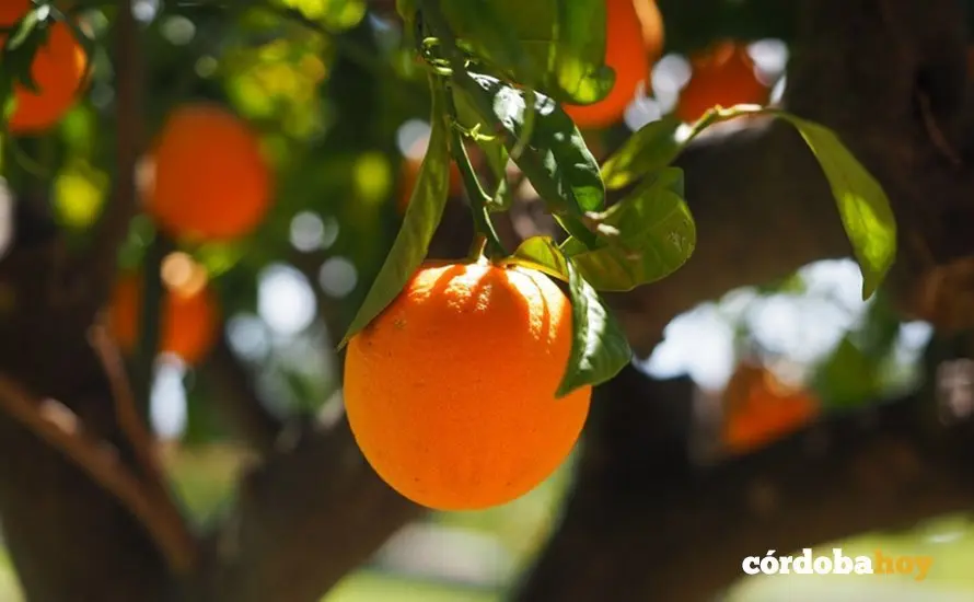 C&iacute;tricos para investigaci&oacute;n en forma de naranja