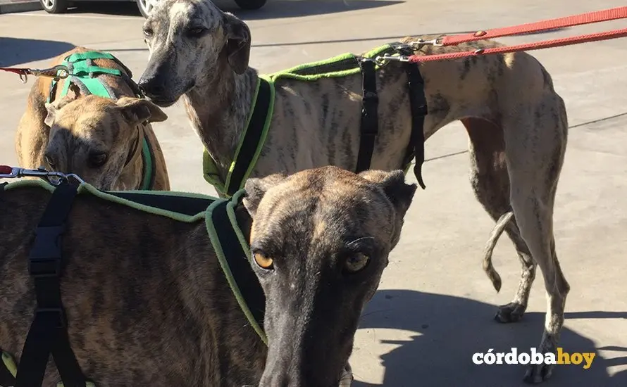Galgos recuperados de la perrera