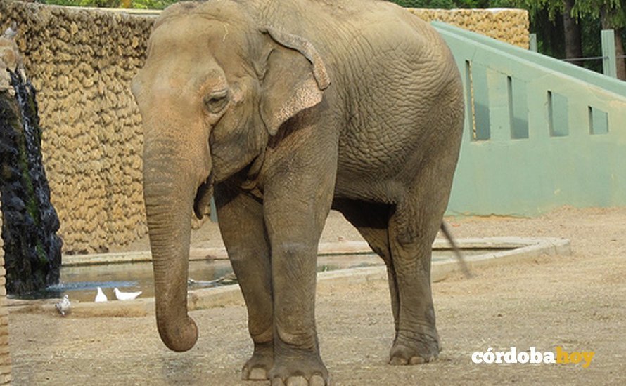 Flavia la elefanta del Zoo de Córdoba
